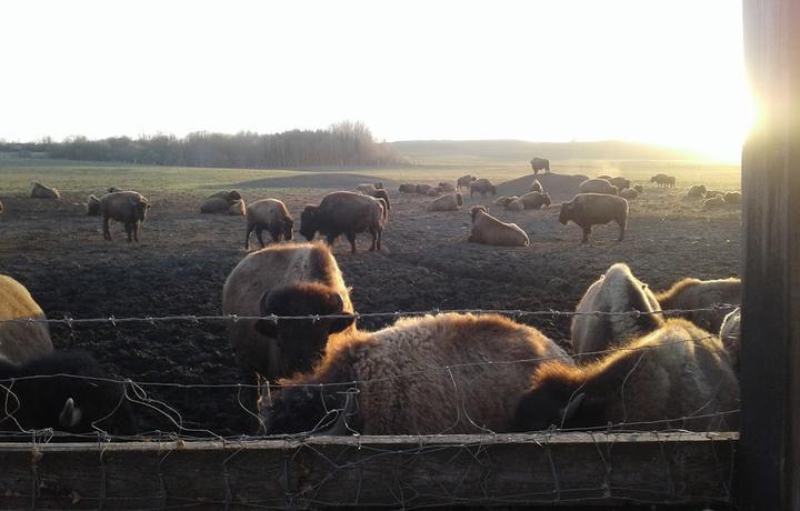 Bison Food Store